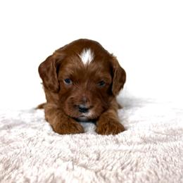 Gunner - Apricot male Cavapoo puppy in Pasco, Washington from Columbia Basin Puppies