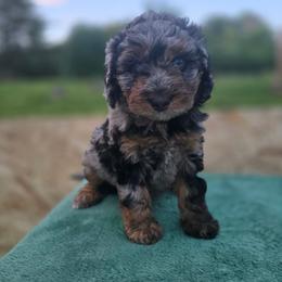 Aussiedoodle Puppies from Oakley Nash Pups