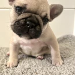 French Bulldog Puppies from White Hippo Frenchies