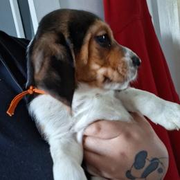 Buddy - White black and tan male Beagle puppy in East Providence, Rhode Island from Amanda's Beagles