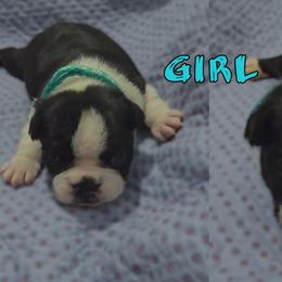 Teal - Black and white female Boston Terrier puppy in Clinton Township, Michigan from Greenberg's Boston Terriers & Bullies of Metro Detroit
