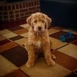Bernedoodle and Goldendoodle Puppies from Greatly Graced Southern Doodles