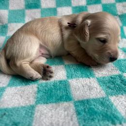 Maroon collar - Cream female Dachshund puppy in Eustis, Florida from K8’s Dachshunds