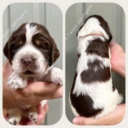 English Springer Spaniel Puppies from South Texas Springers