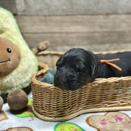 Orange - Yang - Black and red male German Shepherd puppy in Iola, Wisconsin from Aus Hütehunde German Shepherds