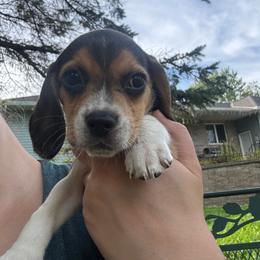 Autumn - Black white and tan female Beagle puppy in St. Cloud, Minnesota from Beagle Blessings