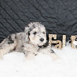 Jack(O-latern) - Blue merle Aussiedoodle puppy in Maryland from Alexander Oodles of Doodles