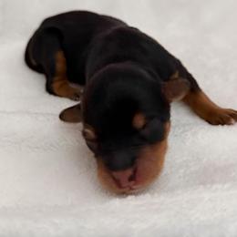Girl 2 - Sable female Bernedoodle puppy in Toledo, Ohio from Avery Doodle Day LLC
