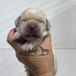 Blue collar - Yellow male Labrador Retriever puppy in Beaverdam, Virginia from Riverside Sunset Labrador Retrievers