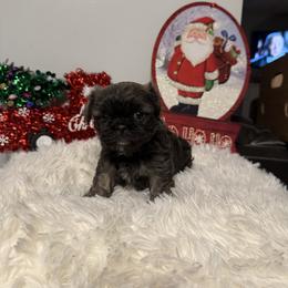 Rhea - Sable female Shih Tzu puppy in Boiling Springs, South Carolina from Sherry Whiteside's Shih Tzus