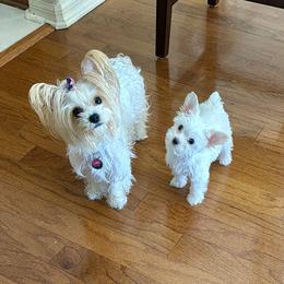 Yorkshire Terrier puppies from Angel Spun Yorkies