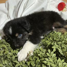 Eddie - Black tri-color male Australian Shepherd puppy in Butler, Georgia from Aussies at Howling Hill Farm