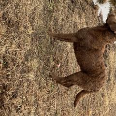 Chesapeake Bay Retriever Puppies from Hickory Creek Chesapeakes