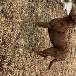 Chesapeake Bay Retriever Puppies from Hickory Creek Chesapeakes