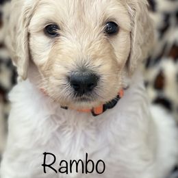 Goldendoodle Puppies from FURever Goldendoodles