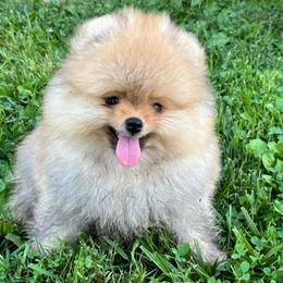 Chip - Orange male Pomeranian puppy in Jefferson City, Missouri from MJ’s Pomeranians