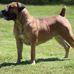 Rogue - Boerboel