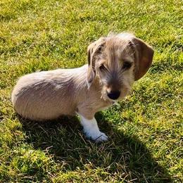 Maddie - Cream female Dachshund puppy in Shelley, Idaho from Journey’s End Dachshunds