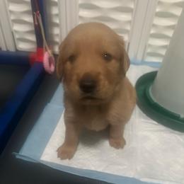 Tan Collar - Golden male Golden Retriever puppy in Tulsa, Oklahoma from Triple J Goldens, LLC