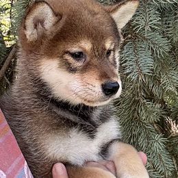 Michi - Sesame male Shiba Inu puppy in Winthrop, Minnesota from Kayobi Shibas
