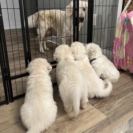 Golden Retriever Puppies from Lakeshore Goldens FXBG