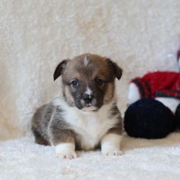 Archie - Sable male Pembroke Welsh Corgi puppy in Morgantown, Pennsylvania from Goldstar Puppies (License Number 18519)