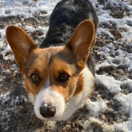 Pembroke Welsh Corgis from 10 Mile Creek Farms