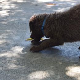 Robin - Brown female Chesapeake Bay Retriever puppy in Soap Lake, Washington from Desert Oasis Kennels