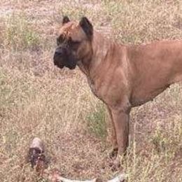 Ali - Cane Corso