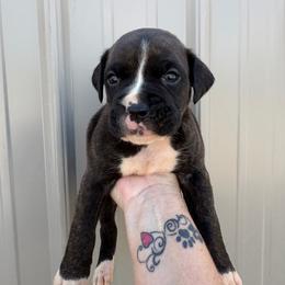 Max - Brindle male Boxer puppy in Louisville, Kentucky from Nelson’s Fancy Frenchies and Bulldogs