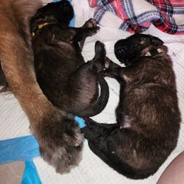 Girl 3 - Reddish brown Leonberger puppy in Perry County, Pennsylvania from Corazon de Leon Leonbergers