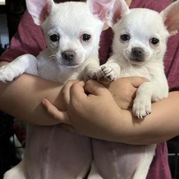 Chihuahua and Dachshund Puppies from Dachshund Family Love Breeders