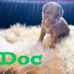 Doc - Red  male Goldendoodle puppy in Newcastle, Oklahoma from Hollywood Doodles