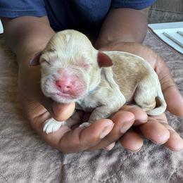 Blue Collar Boy - Caramel male Australian Labradoodle puppy in Hagerstown, Maryland from Westfields Labradoodles