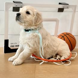Teal - Light golden male Golden Retriever puppy in Brewster, Washington from AB & Co. Goldens