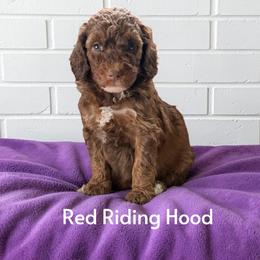 Red Riding Hood - Sable female Poodle puppy in Ellenburg Center, New York from Kristin's Puppies