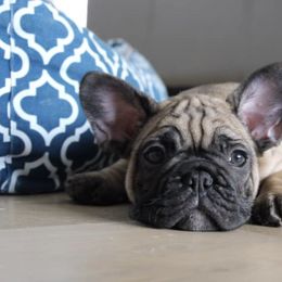 French Bulldog All Grown Up from Ardent French Bulldogs
