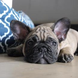 French Bulldog All Grown Up from Ardent French Bulldogs