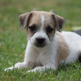 Iris - Tan and white female Jack Russell Terrier puppy in Menifee, California from Wendover Terriers