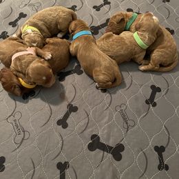 Goldendoodle Puppies from BFF Goldendoodles