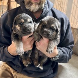 German Shepherd Puppies from Bear Lake Shepherds
