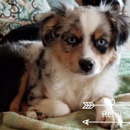 Australian Shepherd Puppies from Crazy 8 Aussies
