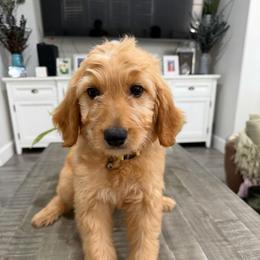 Yellow - Apricot female Goldendoodle puppy in Bakersfield, California from Lavish Doodles