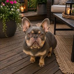 Aspen Jean - French Bulldog