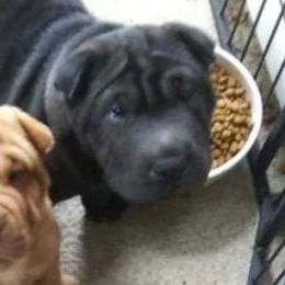 Chinese Shar-Pei Puppies from Annette's Shar-Peis