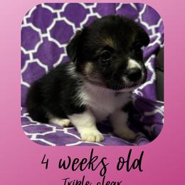 Daisy - Black and tan female Pembroke Welsh Corgi puppy in Dickinson, Texas from Careaga Farms