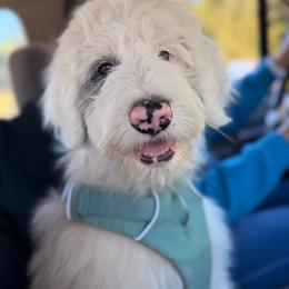 Hope - Blue merle and white female Sheepadoodle puppy in Vernonia, Oregon from Life Unleashed Farm