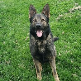 Ace - German Shepherd