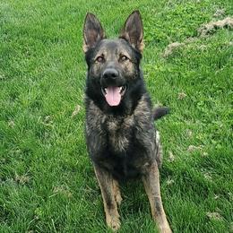 Ace - German Shepherd