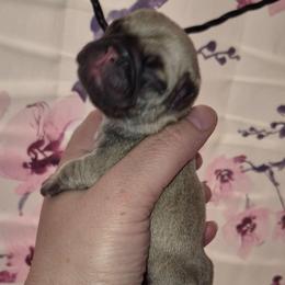 Boy 2 - Fawn male Pug puppy in Fitzwilliam, New Hampshire from Kayla's Pugs